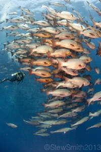 Schooling Bohar Snapper at Shark Reef by Stew Smith 